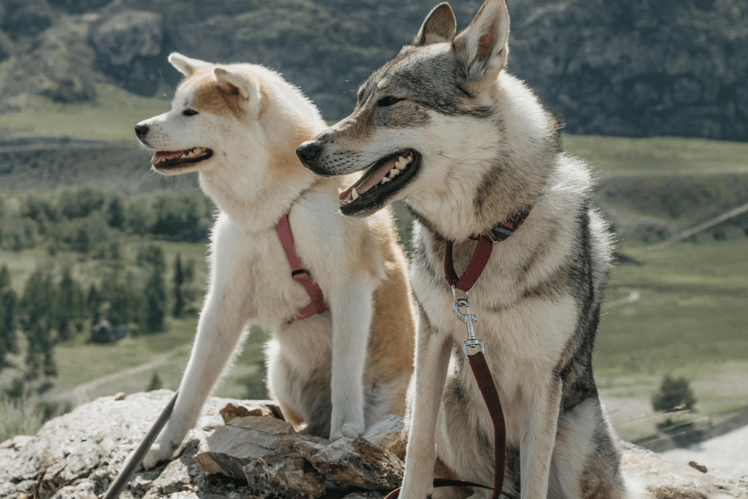 Why Your Pet’s Skin & Coat Deserve Chemical-Free Care