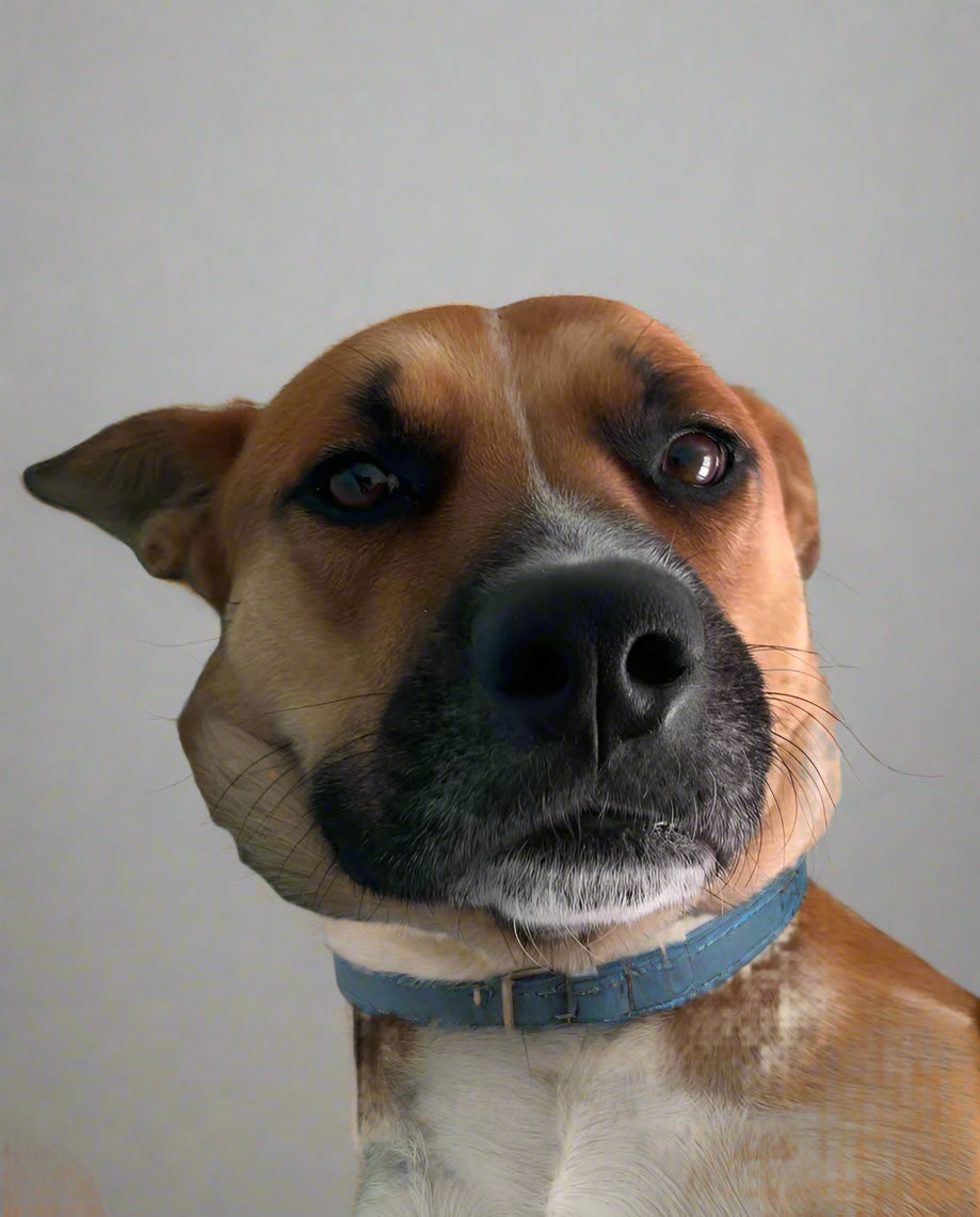 Sniffing Out the Truth: How a Dog's Nose Stacks Up Against a Human's